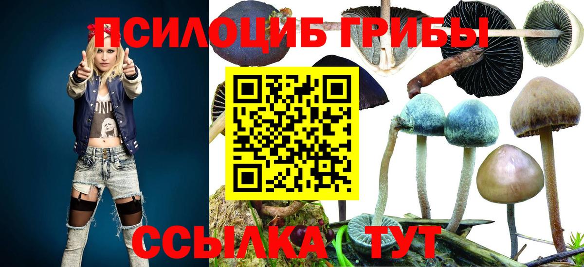 Псилоцибиновые грибы Psilocybe Тимашёвск